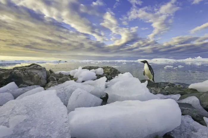 Framed Print : Adelie penguins, Holtedehl Bay, Antarctic Pen Framed Print : Adelie penguins, Holtedehl Bay, Antarctic Pen