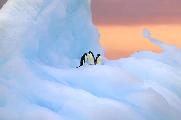 Adelie penguins on iceberg at sunrise