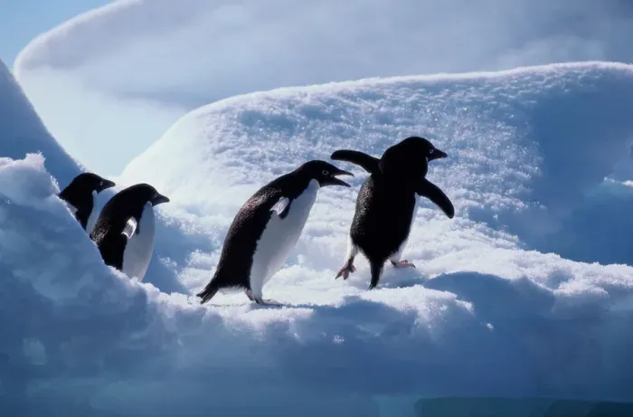 Framed Print : Adelie penguins (Pygoscelis adeliae) Framed Print : Adelie penguins (Pygoscelis adeliae)