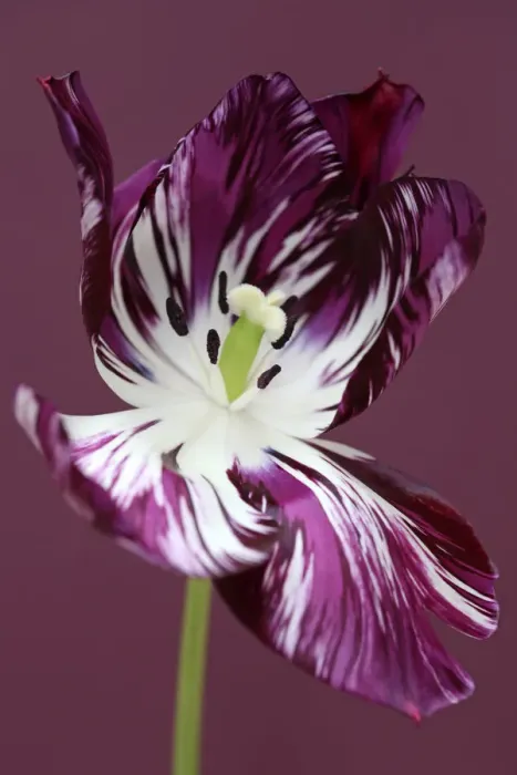 Framed Print : Adonis. Tulip Adonis broken Framed Print : Adonis. Tulip Adonis broken