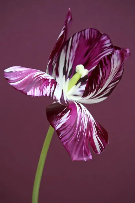 Framed Print : Adonis. Tulip Adonis broken Framed Print : Adonis. Tulip Adonis broken