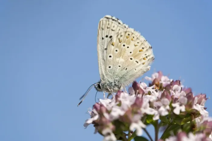Framed Print : Adonis Blue Butterfly -Polyommatus bellargus-, Thuringia, Germany Framed Print : Adonis Blue Butterfly -Polyommatus bellargus-, Thuringia, Germany