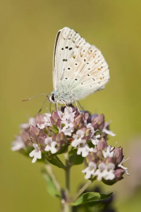 Framed Print : Adonis Blue -Polyommatus bellargus, Lysandra bellargus- on a Wild Marjoram or Oregano plant -Origanum vulgare-, feeding on nectar, Thuringia, Germany Framed Print : Adonis Blue -Polyommatus bellargus, Lysandra bellargus- on a Wild Marjoram or Oregano plant -Origanum vulgare-, feeding on nectar, Thuringia, Germany