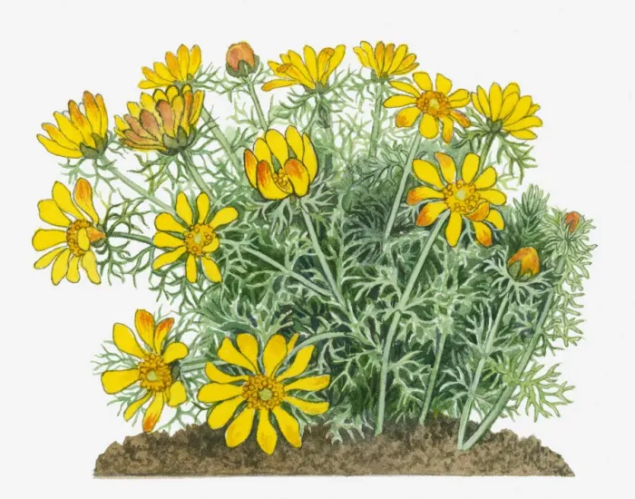 Framed Print : adonis vernalis, botany, cut out, day, flora, flower, green, herb, leaf, no people Framed Print : adonis vernalis, botany, cut out, day, flora, flower, green, herb, leaf, no people