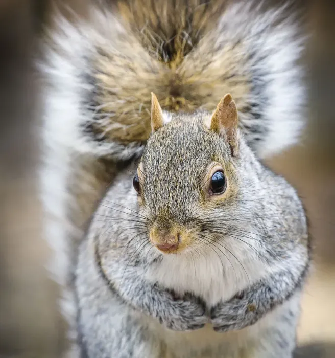 Framed Print : Adorable Gray Squirrel Close Up Looking at Camera in Central Park, New York Framed Print : Adorable Gray Squirrel Close Up Looking at Camera in Central Park, New York