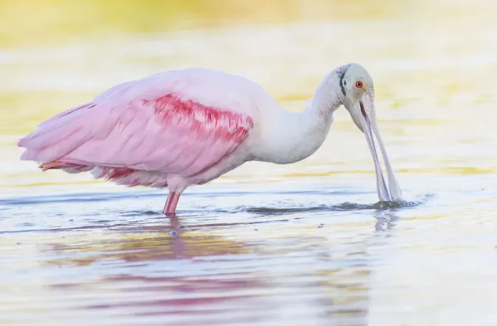 Framed Print : Adorable Roseate Spoonbill Feeding at Fort Myers Beach, Florida Framed Print : Adorable Roseate Spoonbill Feeding at Fort Myers Beach, Florida