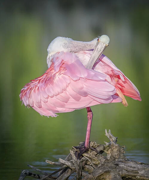 Adorable Roseate Spoonbill Preening Against Green Water at Fort Myers Beach, Florida