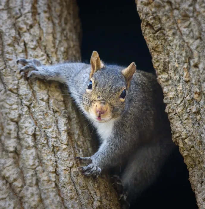 Framed Print : Adorable Squirrel Popping Out to Say Hello in Pennsylvania Framed Print : Adorable Squirrel Popping Out to Say Hello in Pennsylvania