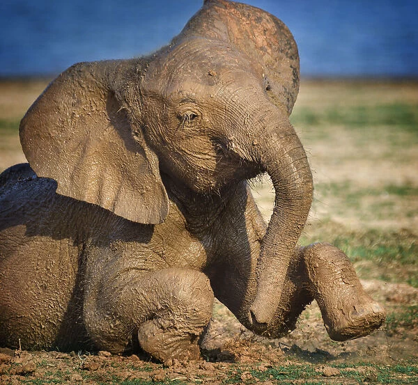 Adorable Young Elephant Covered in Mud at Lake Kariba, Zimbabwe