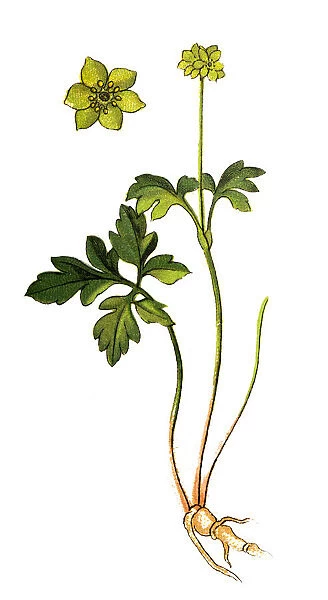 Adoxa moschatellina (moschatel, five-faced bishop, hollowroot, muskroot, townhall clock