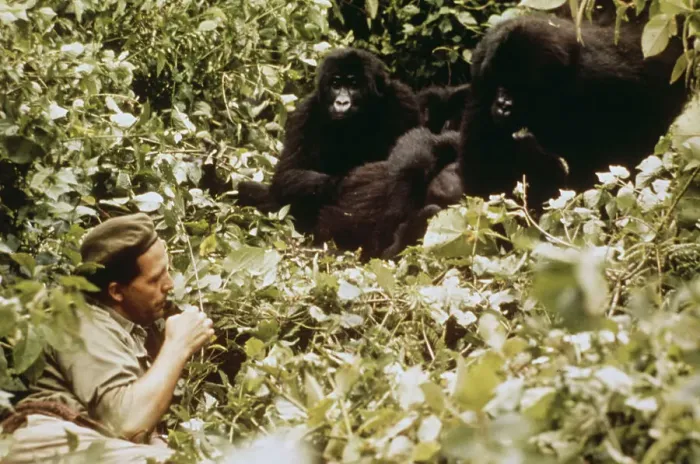 Framed Print : Adrien Deschryver With Gorillas