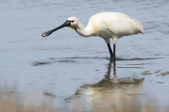 Framed Print : adult animal, adult bird, aves, common spoonbill, dutch, holland, in water, natural environment
