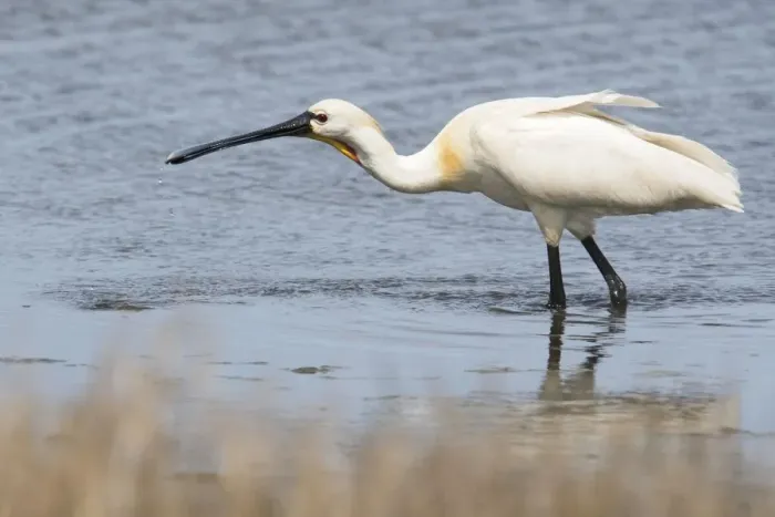 Framed Print : adult animal, adult bird, aves, common spoonbill, dutch, holland, in water, natural environment Framed Print : adult animal, adult bird, aves, common spoonbill, dutch, holland, in water, natural environment