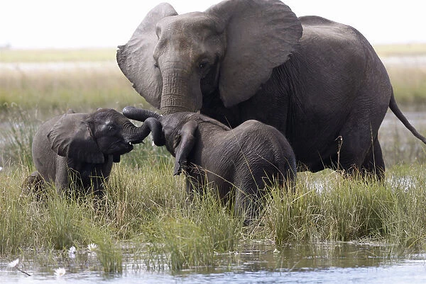 Adult Animal, African Elephant, Animal life, Animals In The Wild, Care, Chobe, Elephant
