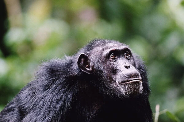 Adult chimpanzee (Pan troglodytes) looking up, close-up