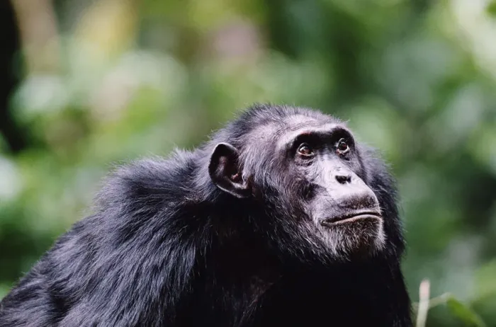 Framed Print : Adult chimpanzee (Pan troglodytes) looking up, close-up Framed Print : Adult chimpanzee (Pan troglodytes) looking up, close-up