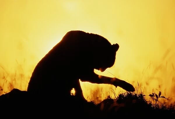 Adult female cheetah (Acinonyx jubatus) in silhouette, dawn
