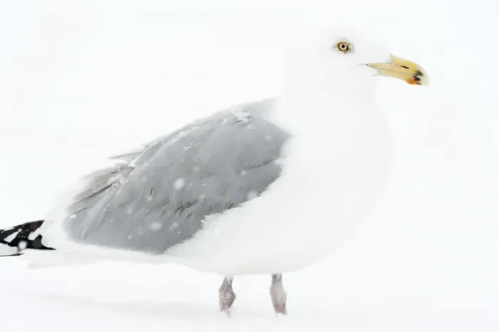 Framed Print : Adult herring gull in winter Framed Print : Adult herring gull in winter