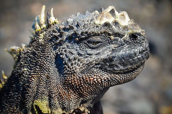 Adult marine iguana face closeup in The Tintoreras