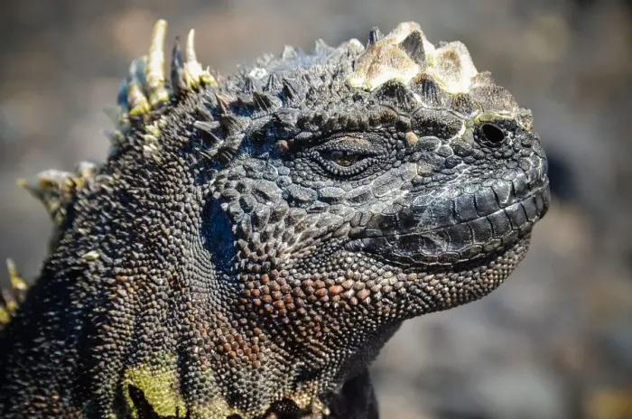 Framed Print : Adult marine iguana face closeup in The Tintoreras
