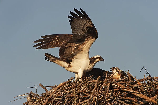 Adult osprey and young