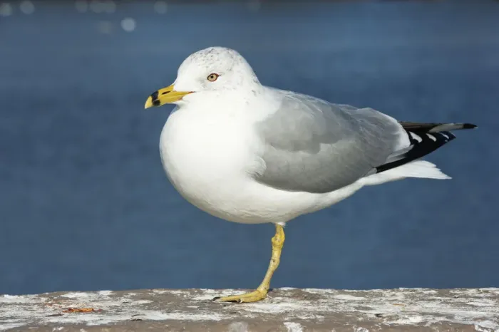 Framed Print : Adult winter ring-billed gull Framed Print : Adult winter ring-billed gull