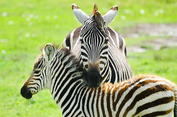 Adult zebra with a bird on the head and the calf
