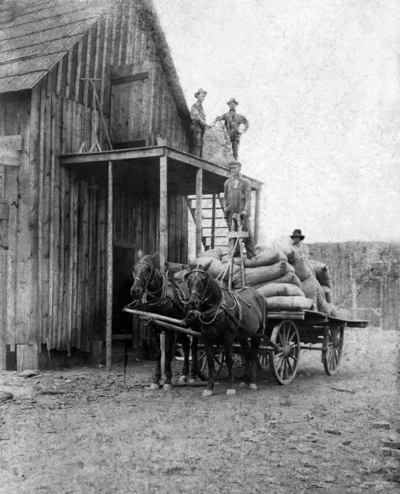 Framed Print : adults, agriculture, animals, architecture, barn, building, black & white, carriage Framed Print : adults, agriculture, animals, architecture, barn, building, black & white, carriage