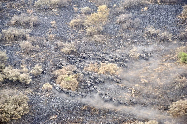 aerial view, african elephant, animal themes, animals in the wild, burning, danger