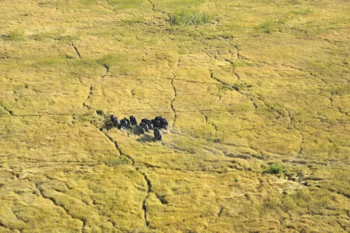 Framed Print : aerial view, african elephant, animal themes, animals in the wild, day, grassland Framed Print : aerial view, african elephant, animal themes, animals in the wild, day, grassland
