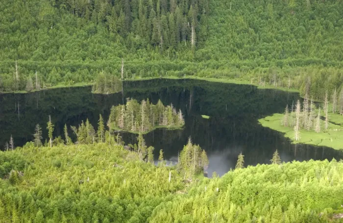 Framed Print : aerial view, alaska, coastline, color image, day, forest, green, horizontal, lake Framed Print : aerial view, alaska, coastline, color image, day, forest, green, horizontal, lake
