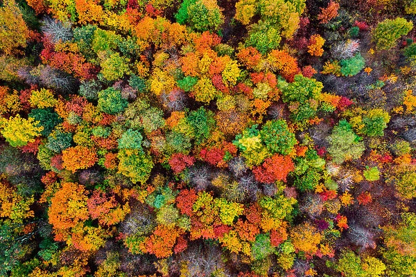 Aerial view of the autumn forest. Autumn foliage colors