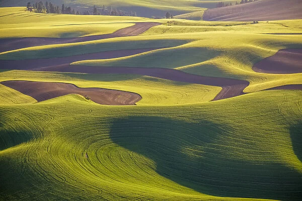 Aerial view of fields, Palouse, Washington State, USA