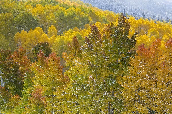 Aerial view of forest in autumn, Uncompahgre National Forest, Colorado, USA