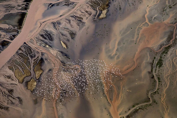 Aerial view of Lesser Flamingos flying over river delta