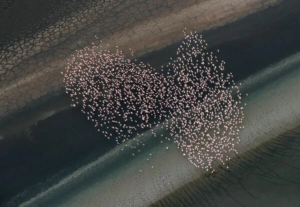 Aerial view of Lesser Flamingos flying over shallow water lake beside lakeshore
