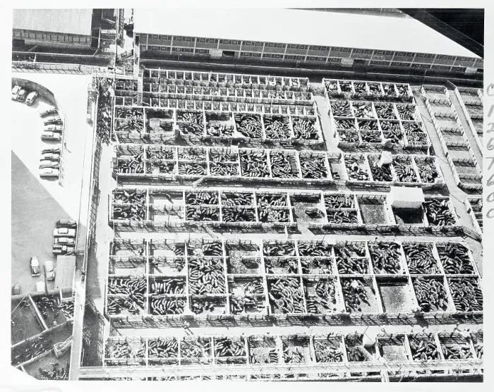 Framed Print : Aerial View of Livestock Yards Framed Print : Aerial View of Livestock Yards