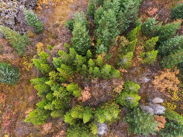 Aerial view of Pine Trees in the Autumn