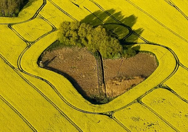 Aerial view, rape field, copse in a field, near Gustrow, Gutow, Mecklenburg-Western Pomerania, Germany