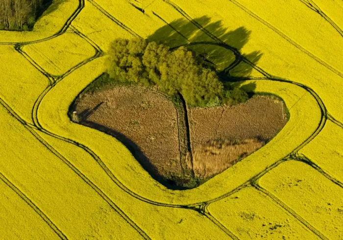 Framed Print : Aerial view, rape field, copse in a field, near Gustrow, Gutow, Mecklenburg-Western Pomerania, Germany Framed Print : Aerial view, rape field, copse in a field, near Gustrow, Gutow, Mecklenburg-Western Pomerania, Germany
