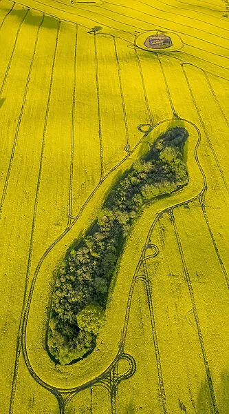 Aerial view, Rape fields between Gohren and Klink on the Muritz lake, Gohren-Lebbin, Mecklenburg-Western Pomerania, Germany