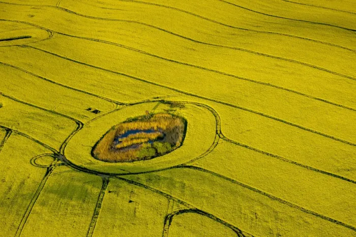 Framed Print : Aerial view, Rape fields between Gohren and Klink on the Muritz lake, Gohren-Lebbin, Mecklenburg-Western Pomerania, Germany