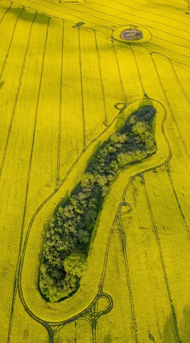 Framed Print : Aerial view, Rape fields between Gohren and Klink on the Muritz lake, Gohren-Lebbin, Mecklenburg-Western Pomerania, Germany