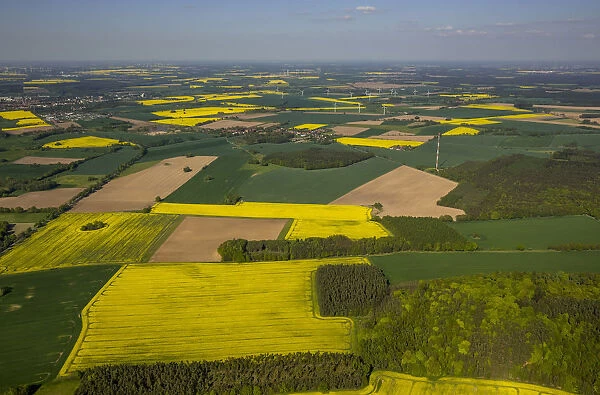 Aerial view, rape fields near Pritzwalk, Brandenburg, Germany