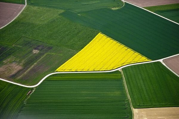 Aerial view, rapeseed fields, corn fields, fields, district of Biberach an der Riss, Baden-Wuerttemberg, Germany, Europe