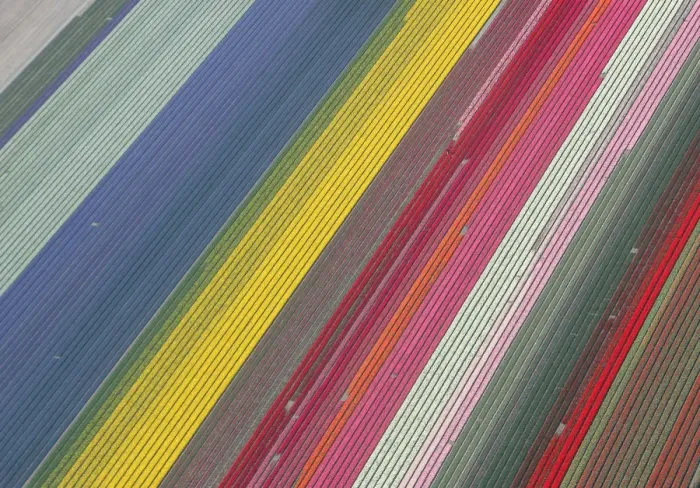 Framed Print : Aerial view of tulip fields in the Netherlands Framed Print : Aerial view of tulip fields in the Netherlands