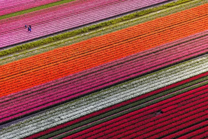 Framed Print : Aerial view of tulip fields in North Holland, Netherlands Framed Print : Aerial view of tulip fields in North Holland, Netherlands