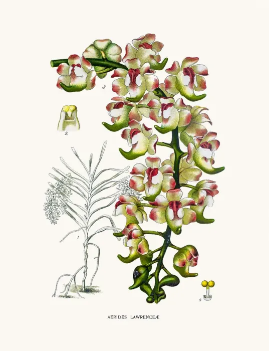 Framed Print : Aerides lawrenciae Orchid Framed Print : Aerides lawrenciae Orchid
