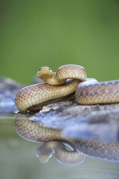 Aesculapian Snake -Zamenis longissimus- at waters edge, reflection, Pleven region, Bulgaria