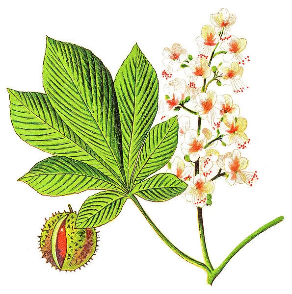 Aesculus hippocastanum, commonly known as horse-chestnut or conker tree